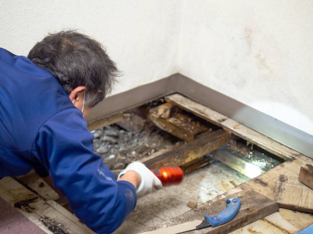 Best Residential Mold Removal  in Stamford, CT