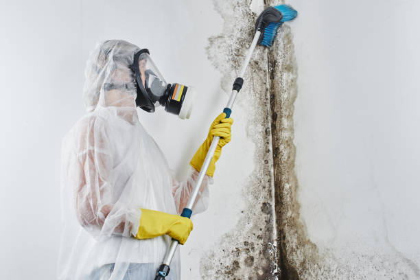 Best Professional Mold Removal  in Stamford, CT