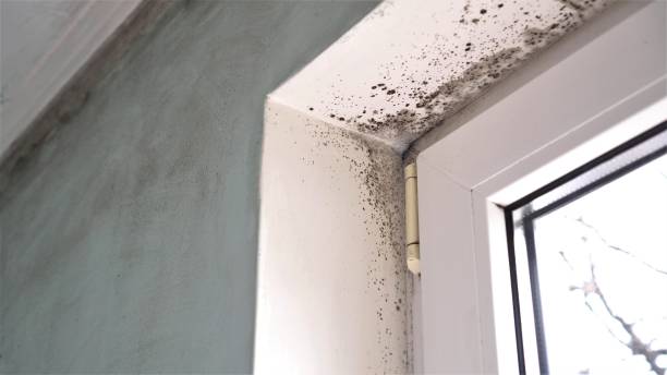 Best Office Mold Removal Services  in Stamford, CT