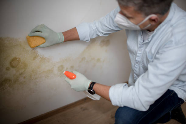 Best Black Mold Removal  in Stamford, CT