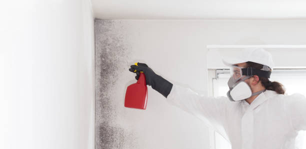 Best Black Mold Removal  in Stamford, CT