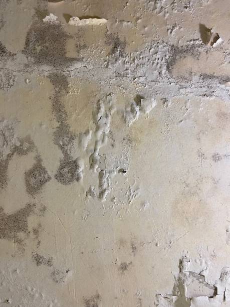Mold Removal and Inspection in Stamford, CT
