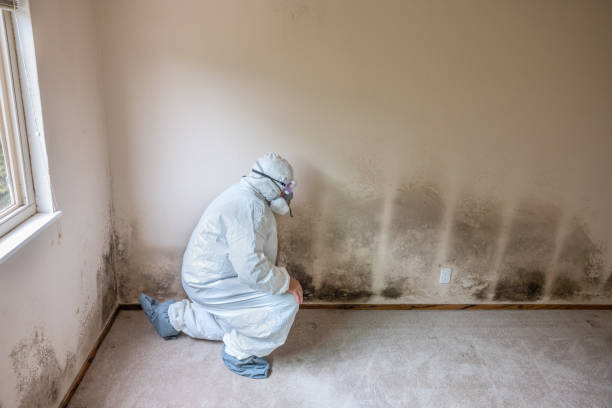 Best Crawl Space Mold Removal  in Stamford, CT