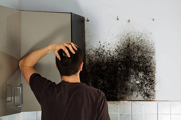 Best Home Mold Removal  in Stamford, CT