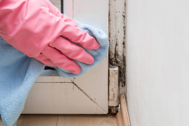 Best Mold Remediation  in Stamford, CT