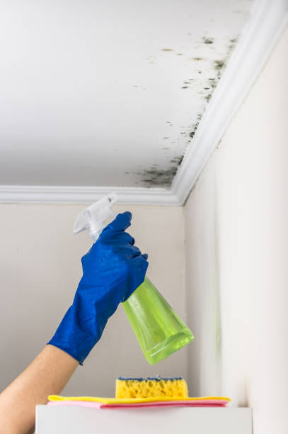 Best Local Mold Removal Service  in Stamford, CT